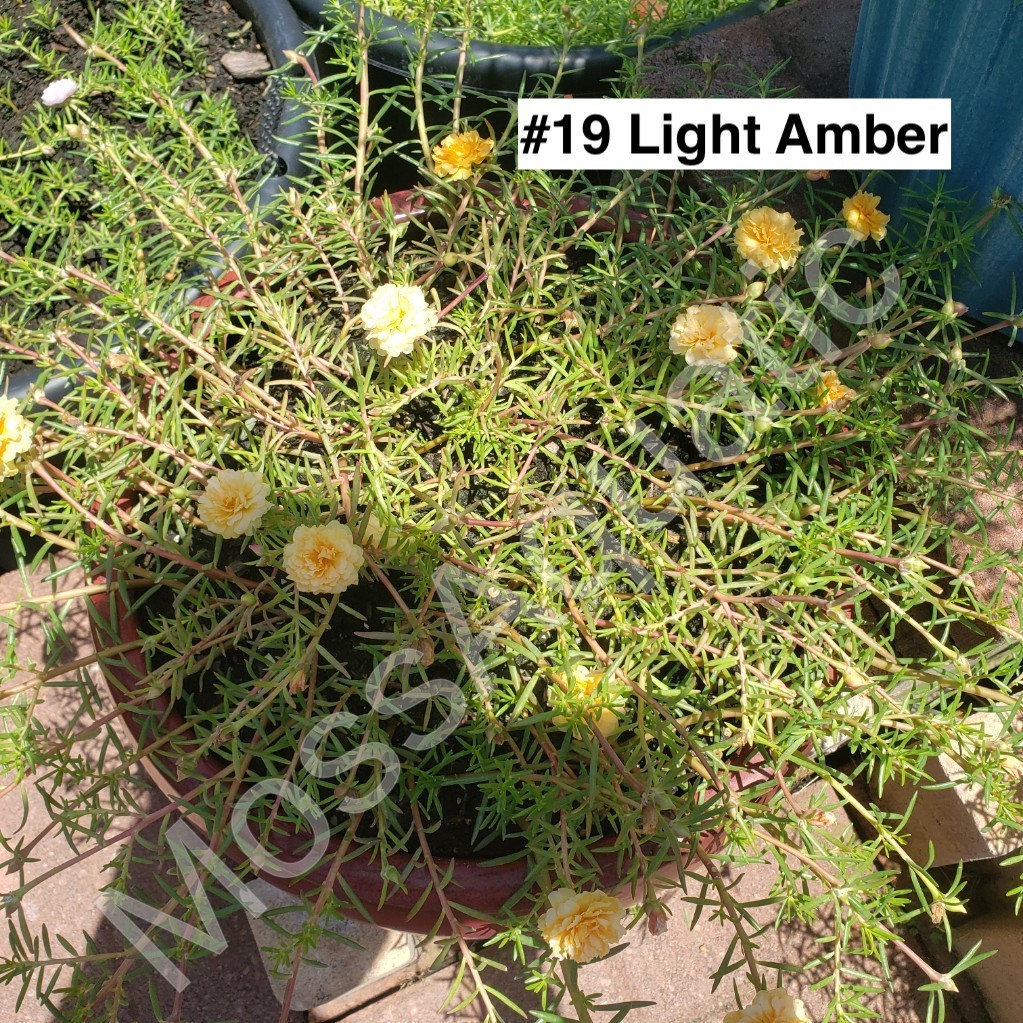 Moss Rose ( Portulaca Grandiflora ) , Mix, 10 unrooted Cutting
