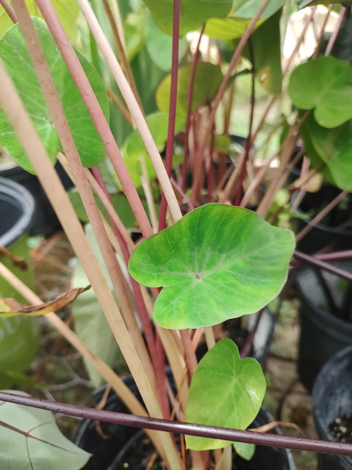Colocasia (Red Stems)/Elephant Ears