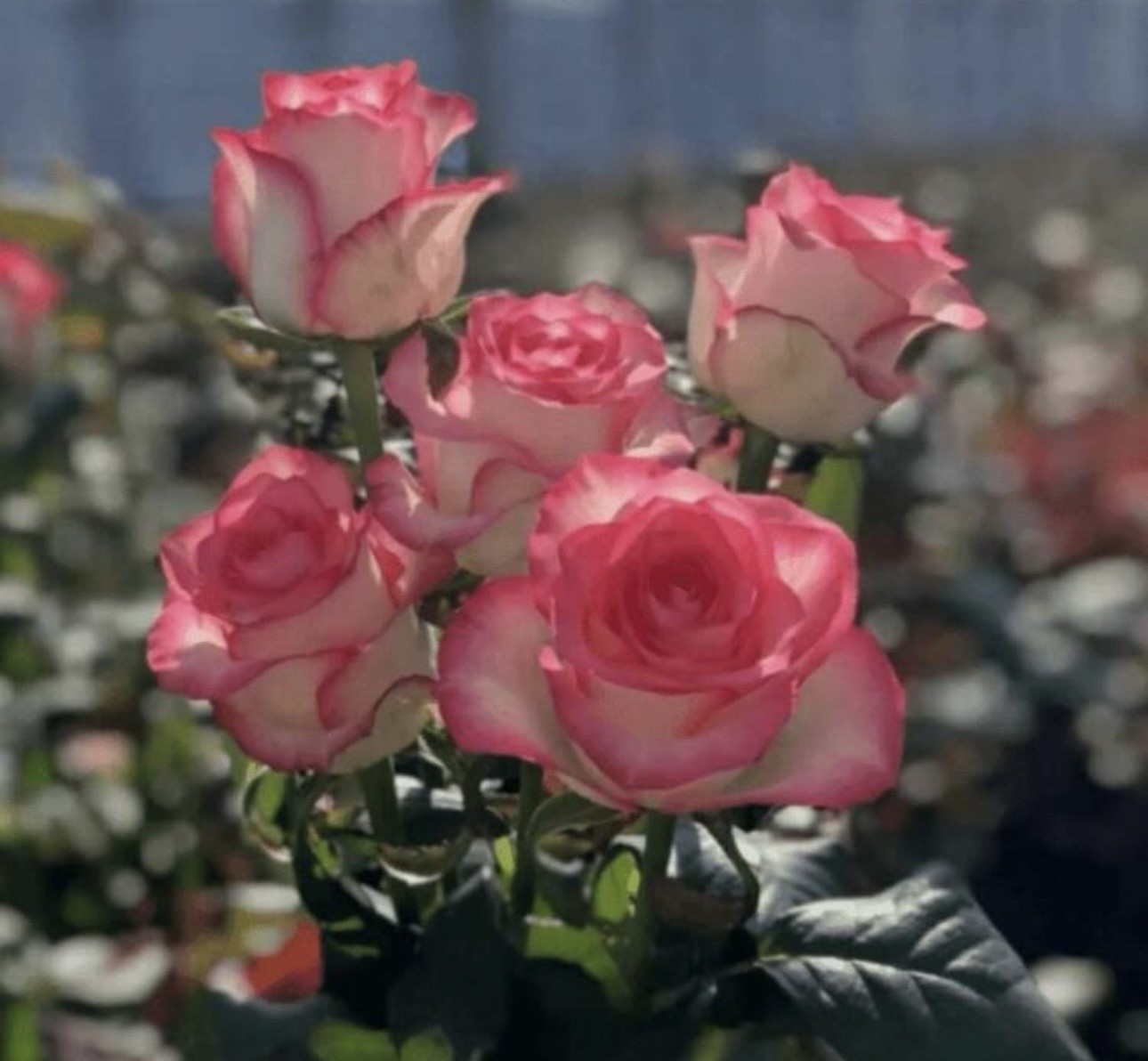 119 Pink Double Rose Seeds Fragrant Perennial Garden Flower Plant GMO Free