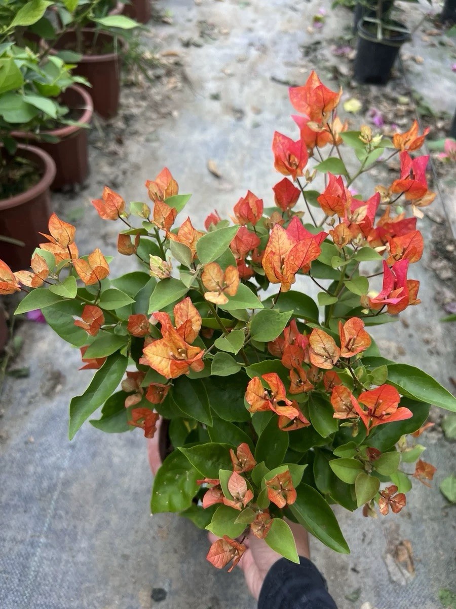 Multi color Adarna 阿达娜三角梅bougainvillea small Bonsai Bare Root 15-20in