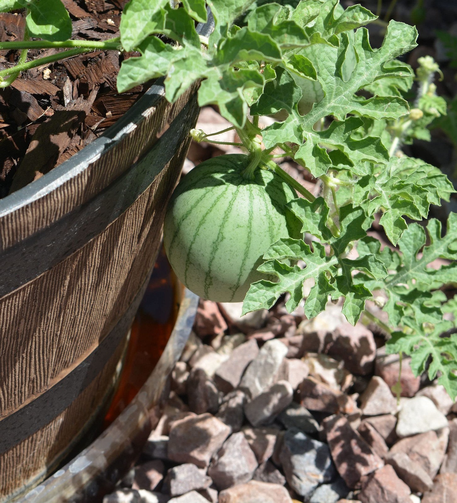 50 Sugar Baby Watermelon Seeds for Planting – Heirloom Non-GMO USA Green