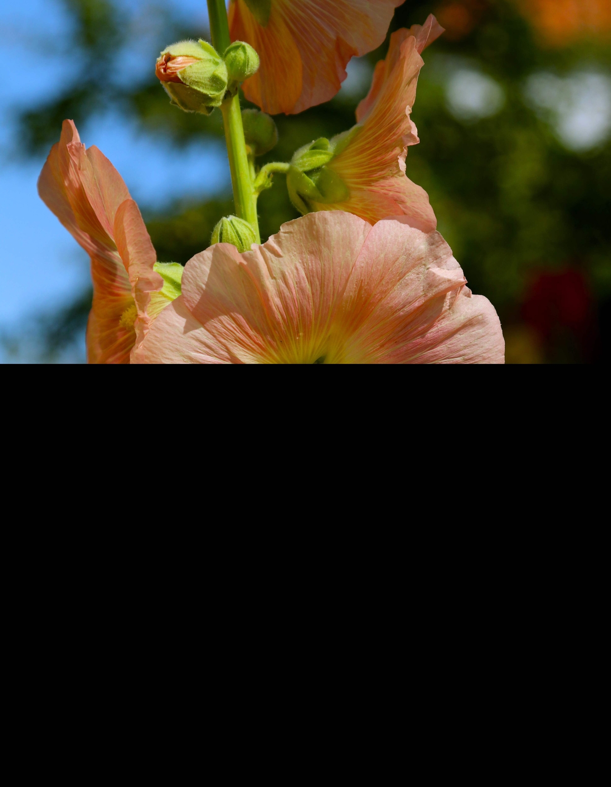 25 PEACH HOLLYHOCK Alcea Rosea Flower Seeds Perennial *Flat S/H