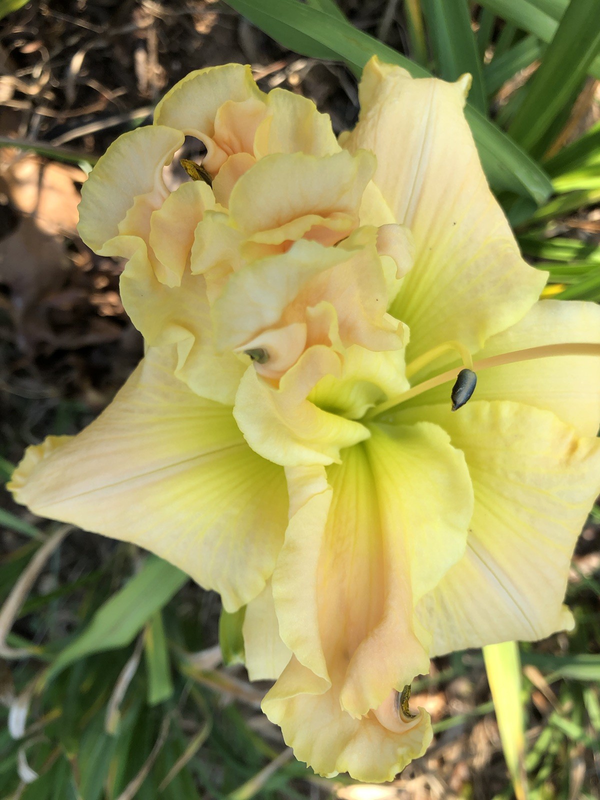 Daylily Plants Vanilla Fluff Double Bloom 2 Fans 6” Flowers 34” Scapes Perennial