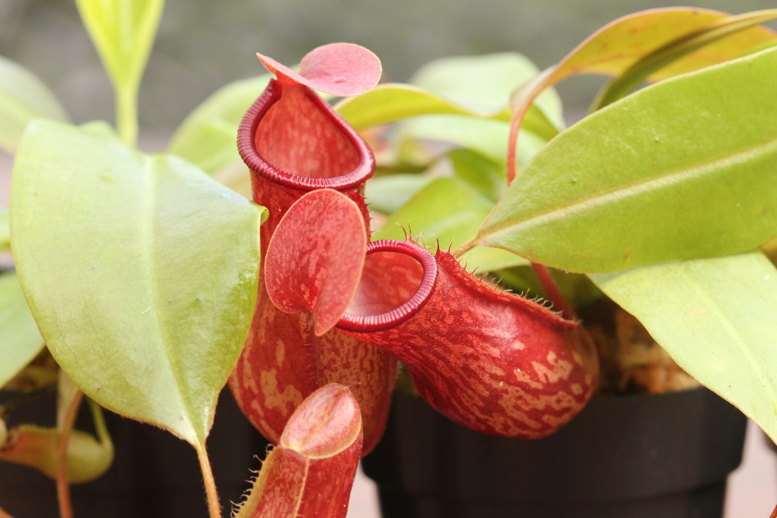Nepenthes ‘St Gaya’ Pitcher Plant – LIVE Carnivorous – Small Beginner Friendly