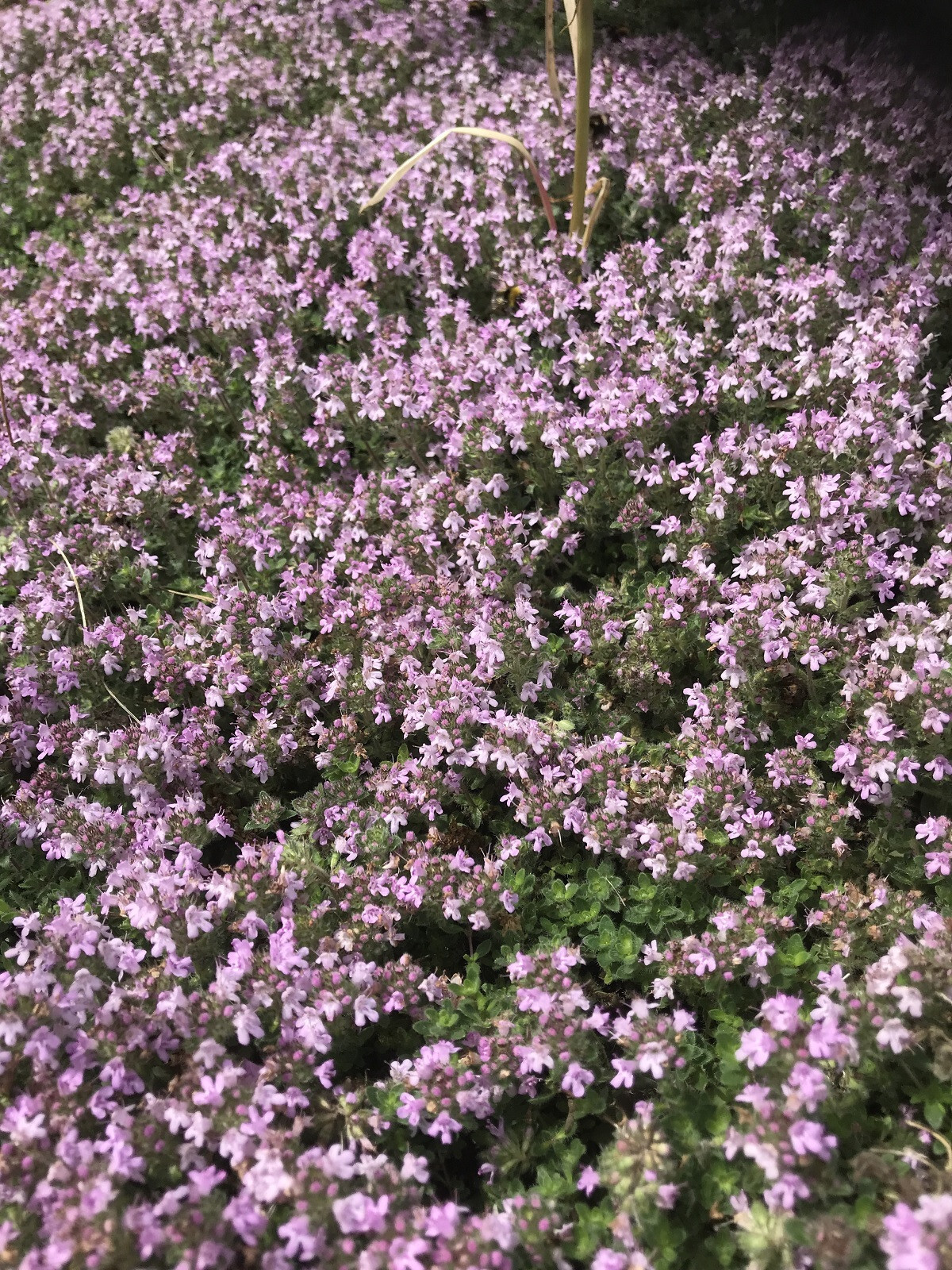 Elfin Thyme Pink Chintz 15 Plants in 3-1/2 inch Pots