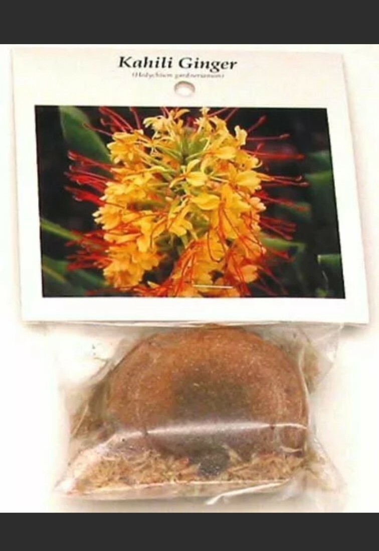 HAWAIIAN KAHILI YELLOW GINGER HEDYCHIUM GARDNERIANUM ROOTS & PLANTS