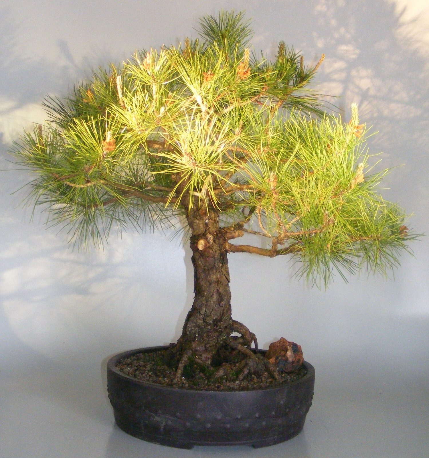 1 seedling of Eastern White Pine, to grow a large tree or bonsai, medicinal tea