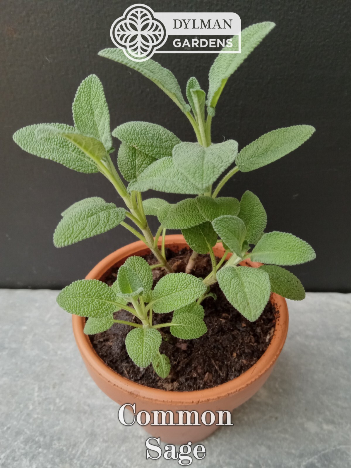 Common Sage Plant (Salvia officinalis) Culinary Herb, Broadleaf – Multiple Sizes