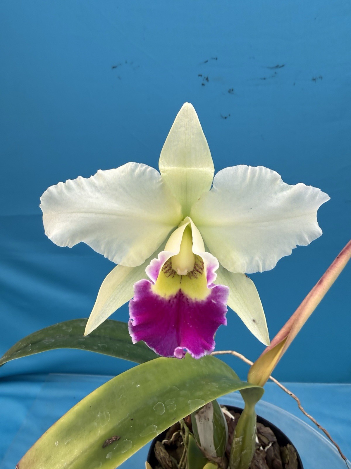 Cattleya Stephen Oliver X Lc Higher Ground Purple White Exact Orchid Eros 7” Pot