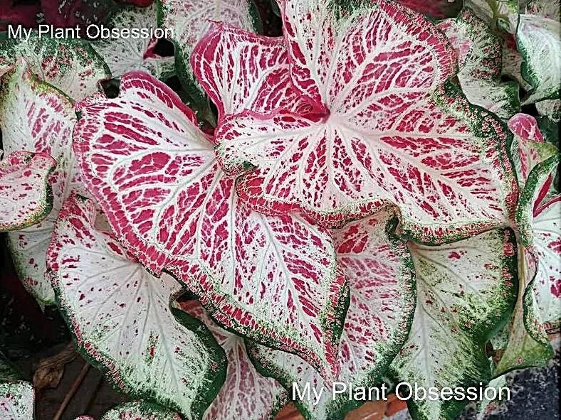 Caladium ‘Peppermint’ Size #2 (4 Bulbs), 1″–1.5″ – New Crop 2025 – Easy to grown