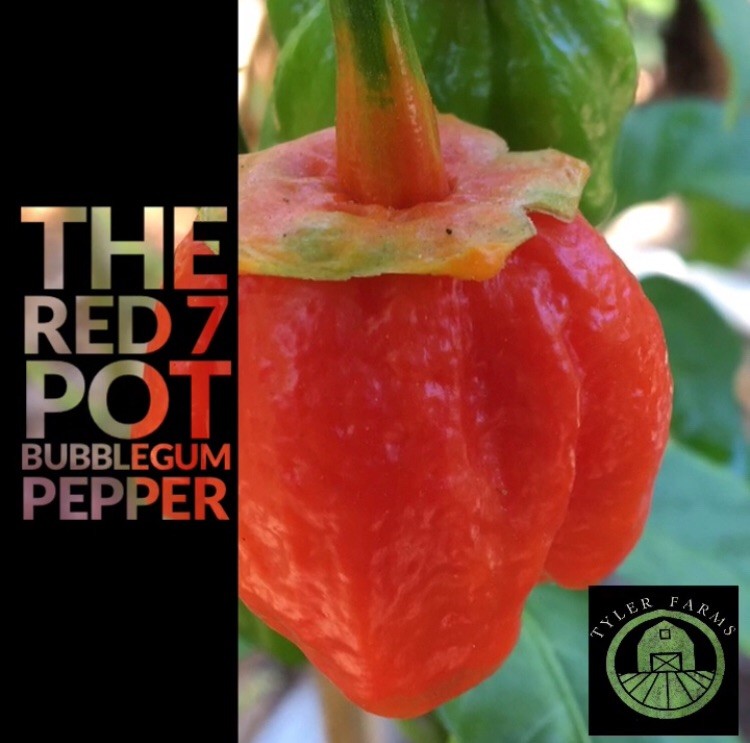 10+ Red 7 Pot Bubblegum Pepper Seeds | Superhot chili, chile seeds | Farm Fresh
