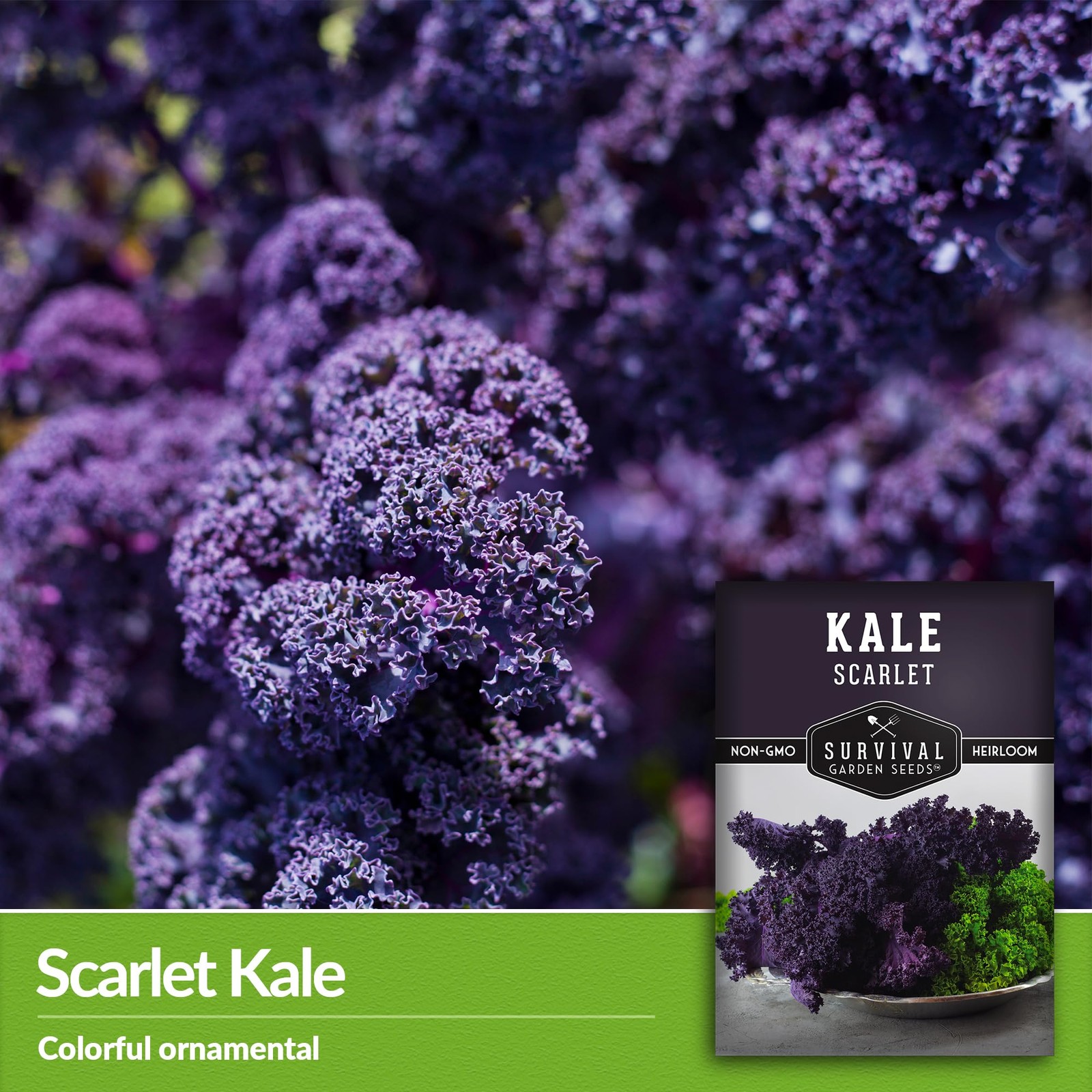 Heirloom Purple Kale Seeds Cold Hardy for Spring & Fall Vegetable Gardens