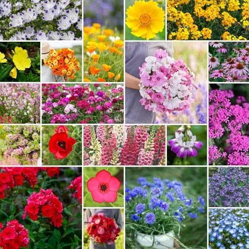 Wildflower Mixed Seeds for Partial Shade – 120,000+ Seeds, Attracts Pollinators,