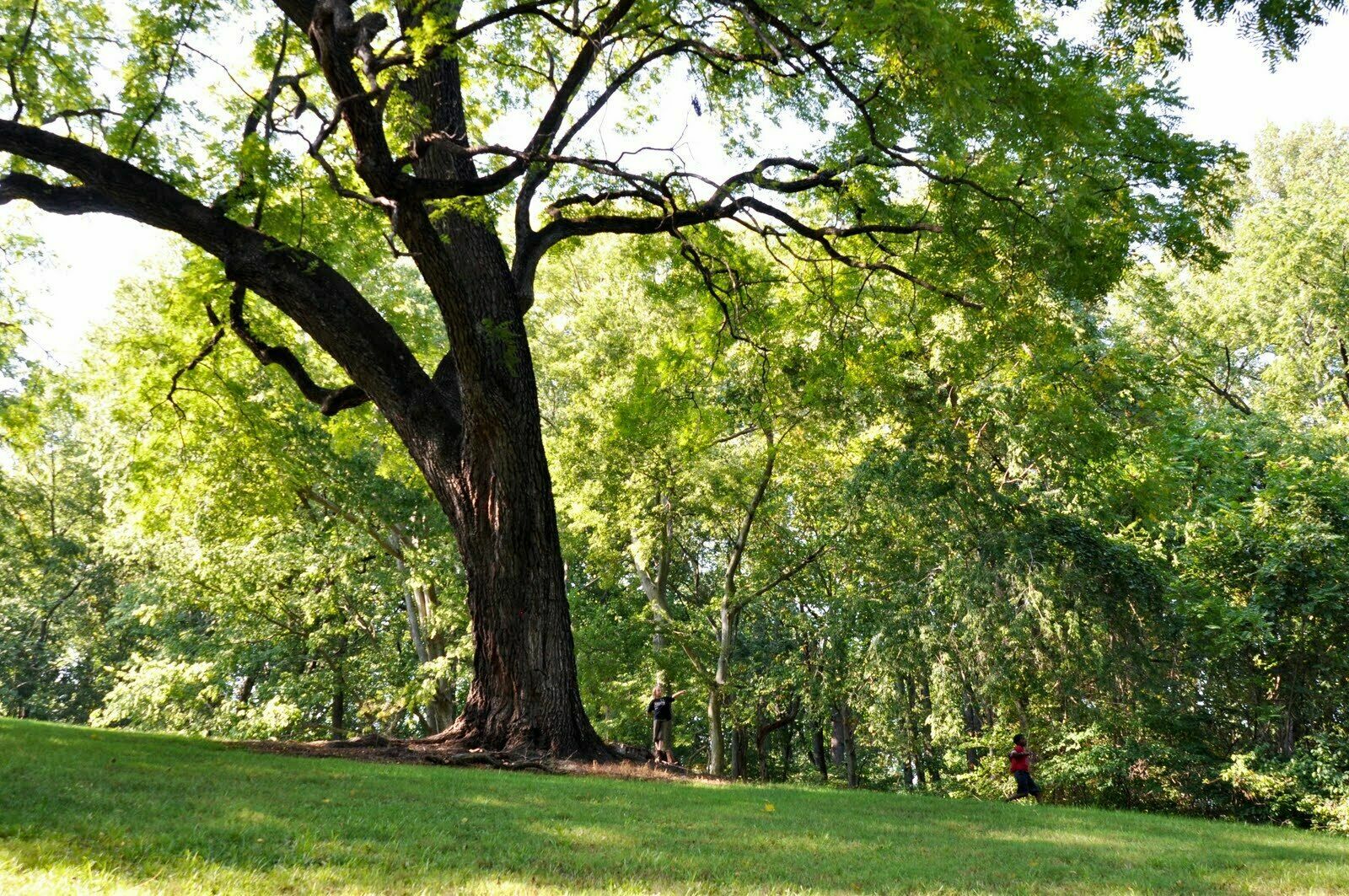 Black Walnut Tree – 18-24″ Tall Live Plant – Bareroot Seedling – Juglans nigra