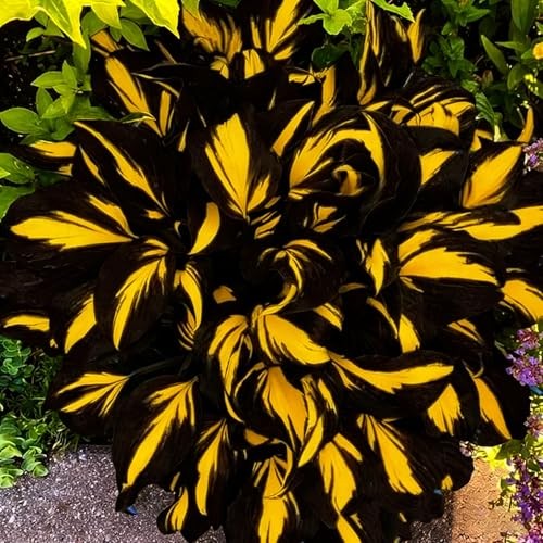 Mixed Hosta Seeds Collection(300+ Seeds),Variegated & Blue Foliage Shade