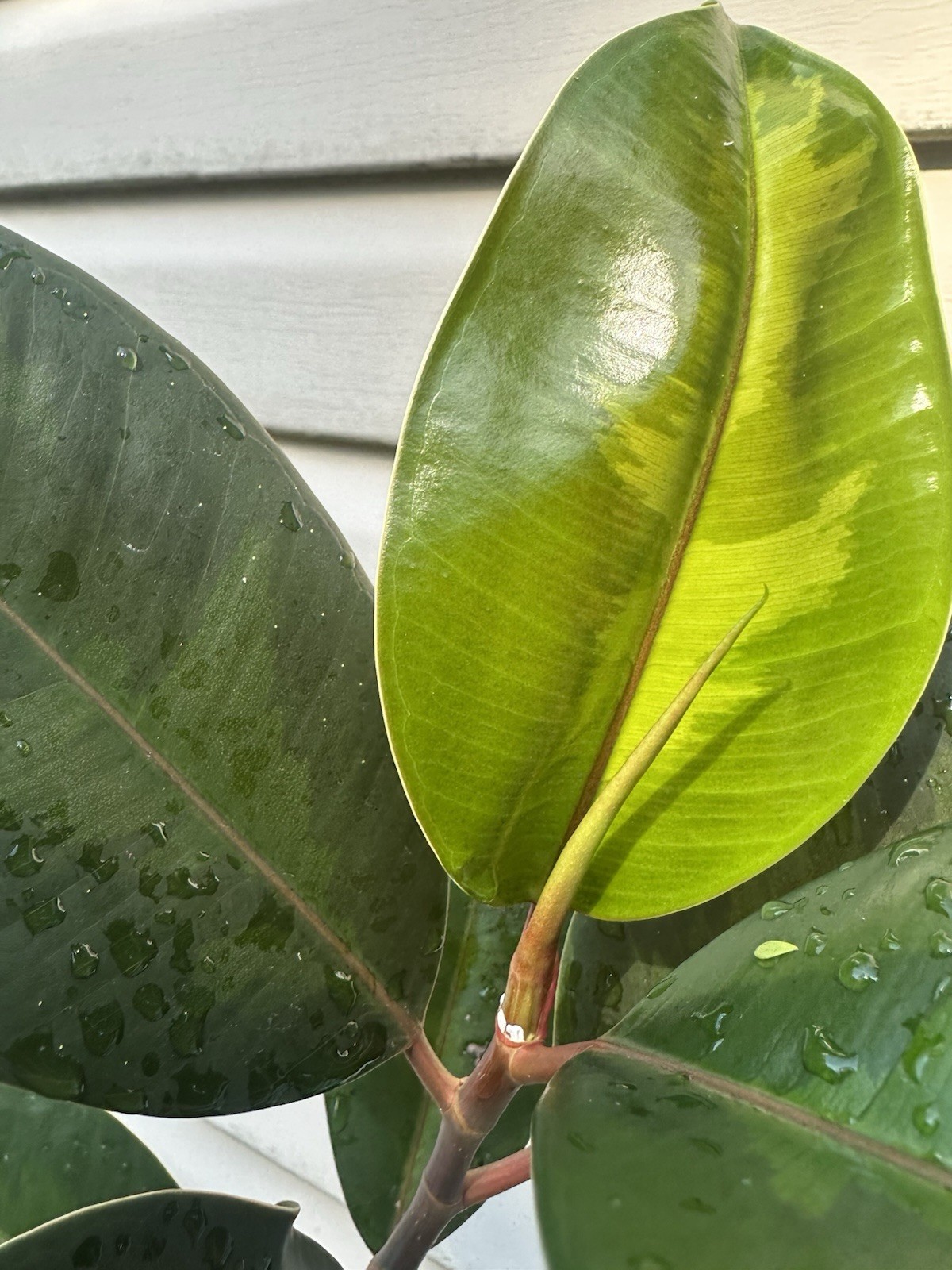 FICUS Mutation In 8” Pot