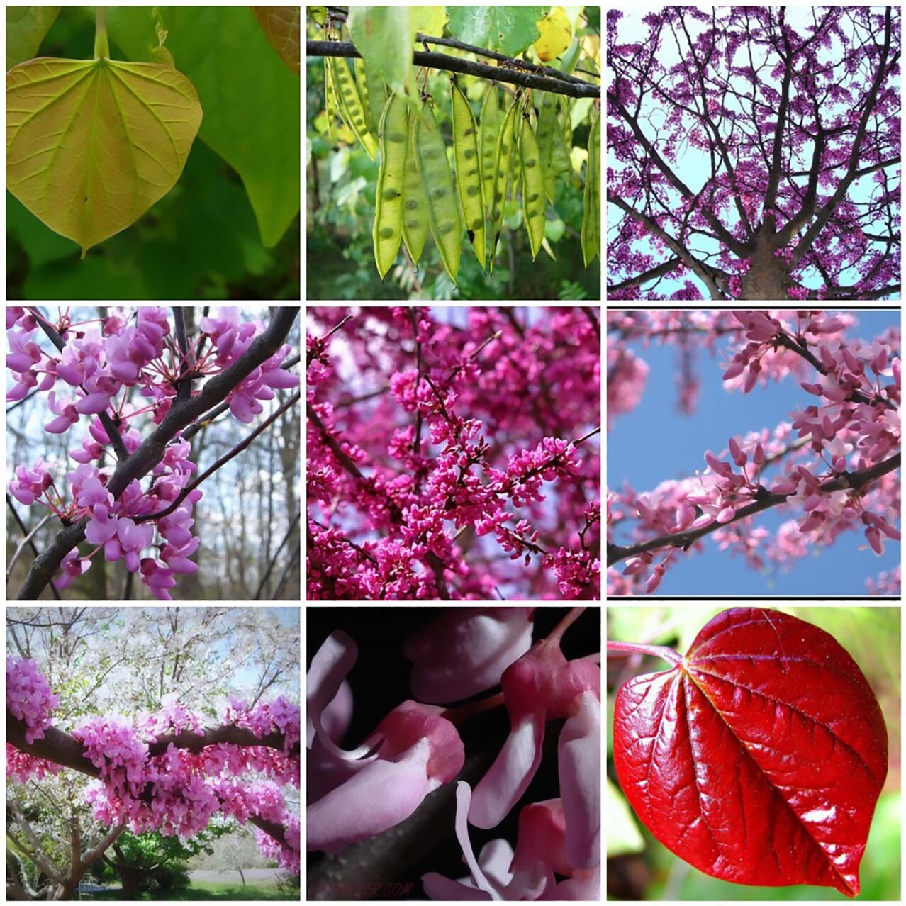 Eastern Red Bud, Cercis Canadensis Tree Seeds