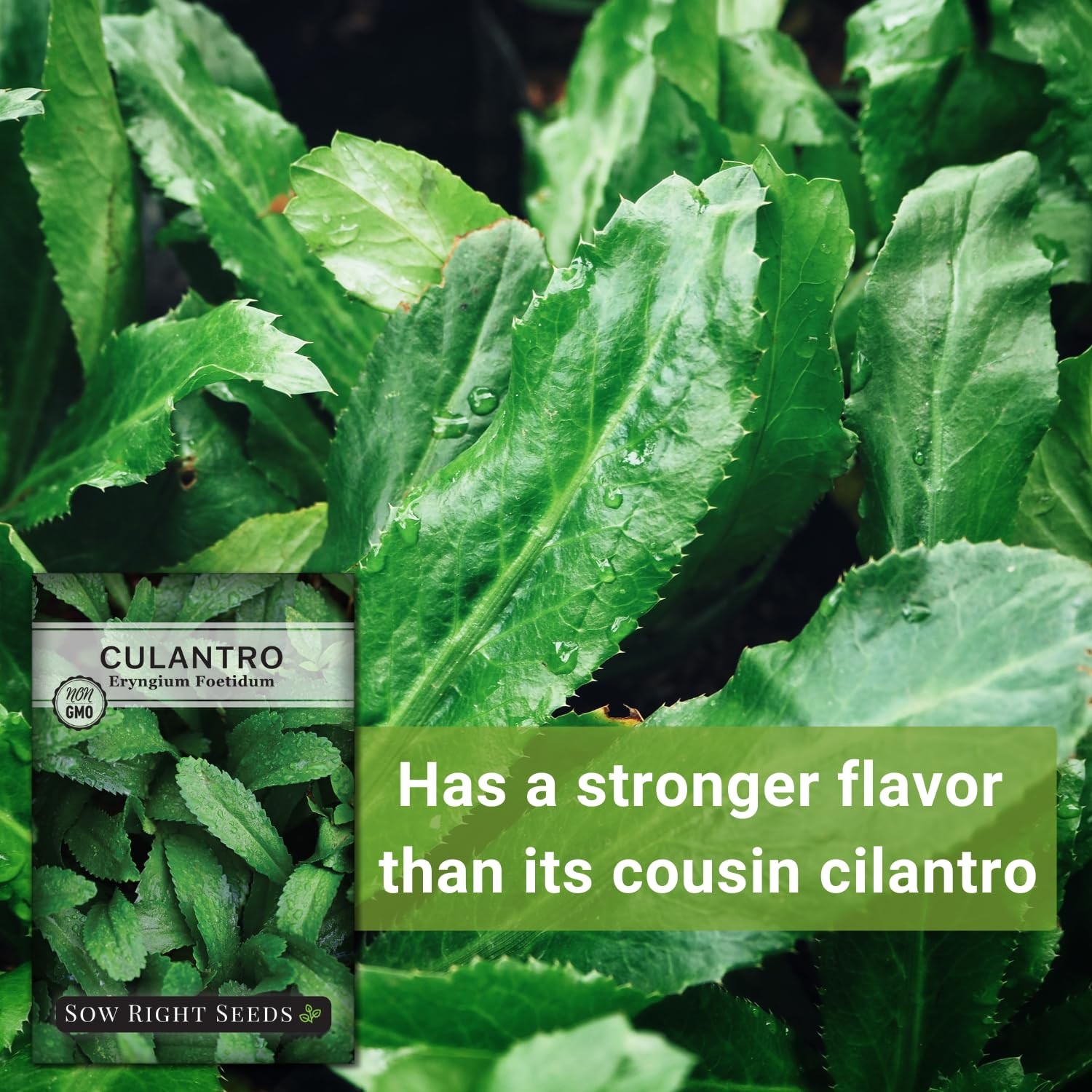 Sow Right Seeds – Culantro for Planting – Non-GMO Heirloom 1, Green