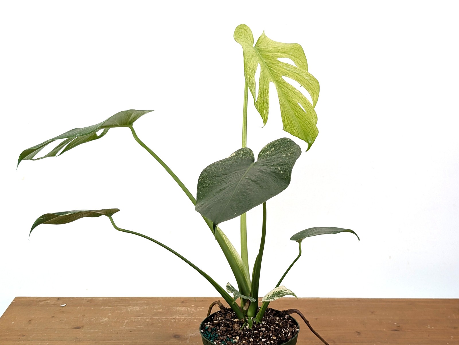 Monstera Mint