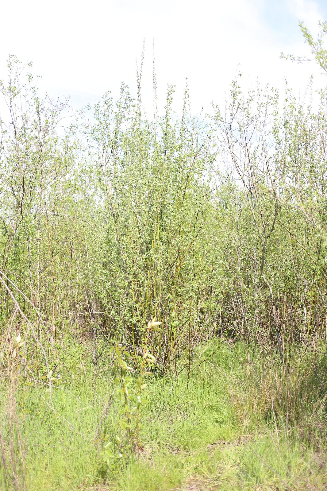 Pussy Willow (Salix) Cuttings – Fresh Spring Budding – Easy to Root