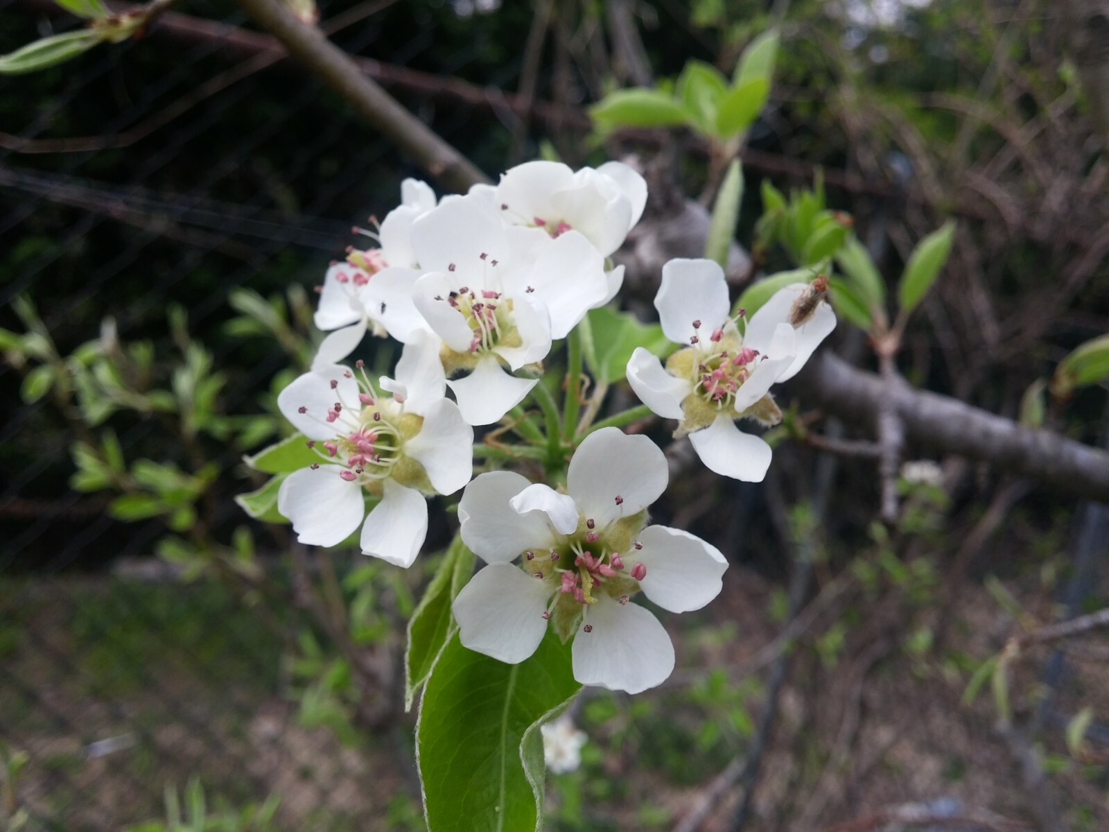 15 thin Giant Fruit Bartlett pear tree cuttings rooting grafting Great producer