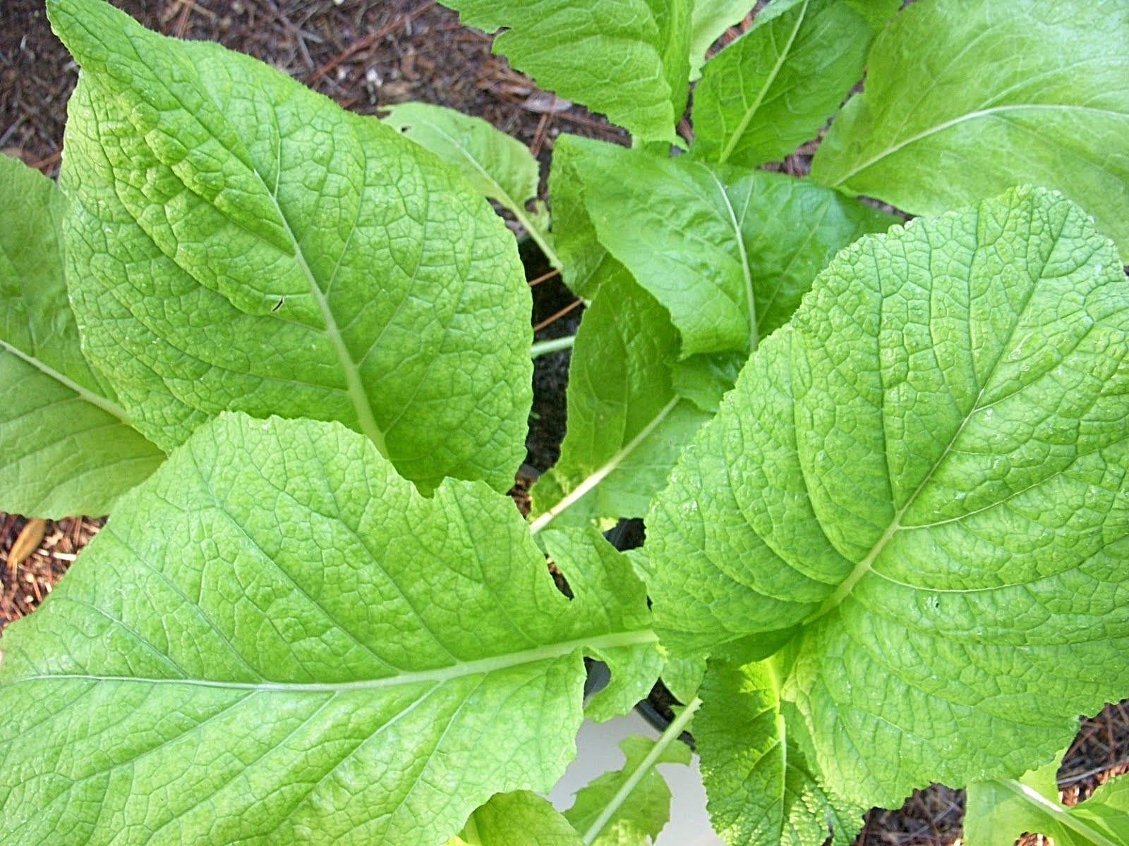 601+Florida Broadleaf MUSTARD GREENS Seeds Organic Spring Fall Garden Container