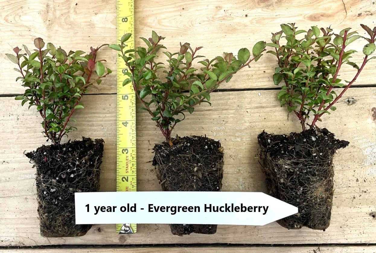 Free Shipping – Set 3 Evergreen Huckleberry Live Plants – 7-10″ Tall – No Pot