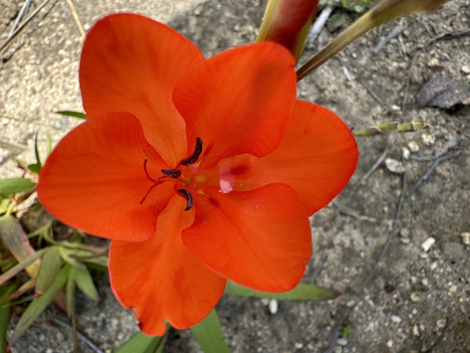 Tritonia Duesta rare 10 fresh 2024 harvested seeds Winter / spring Flowers