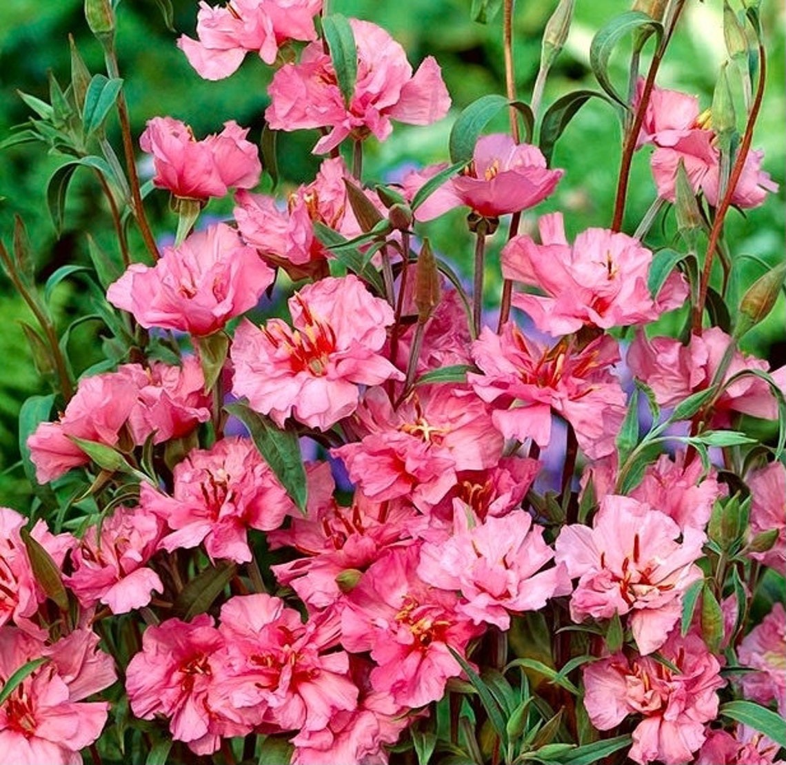Elegant Clarkia Seeds Clarkia elegans Free Shipping!