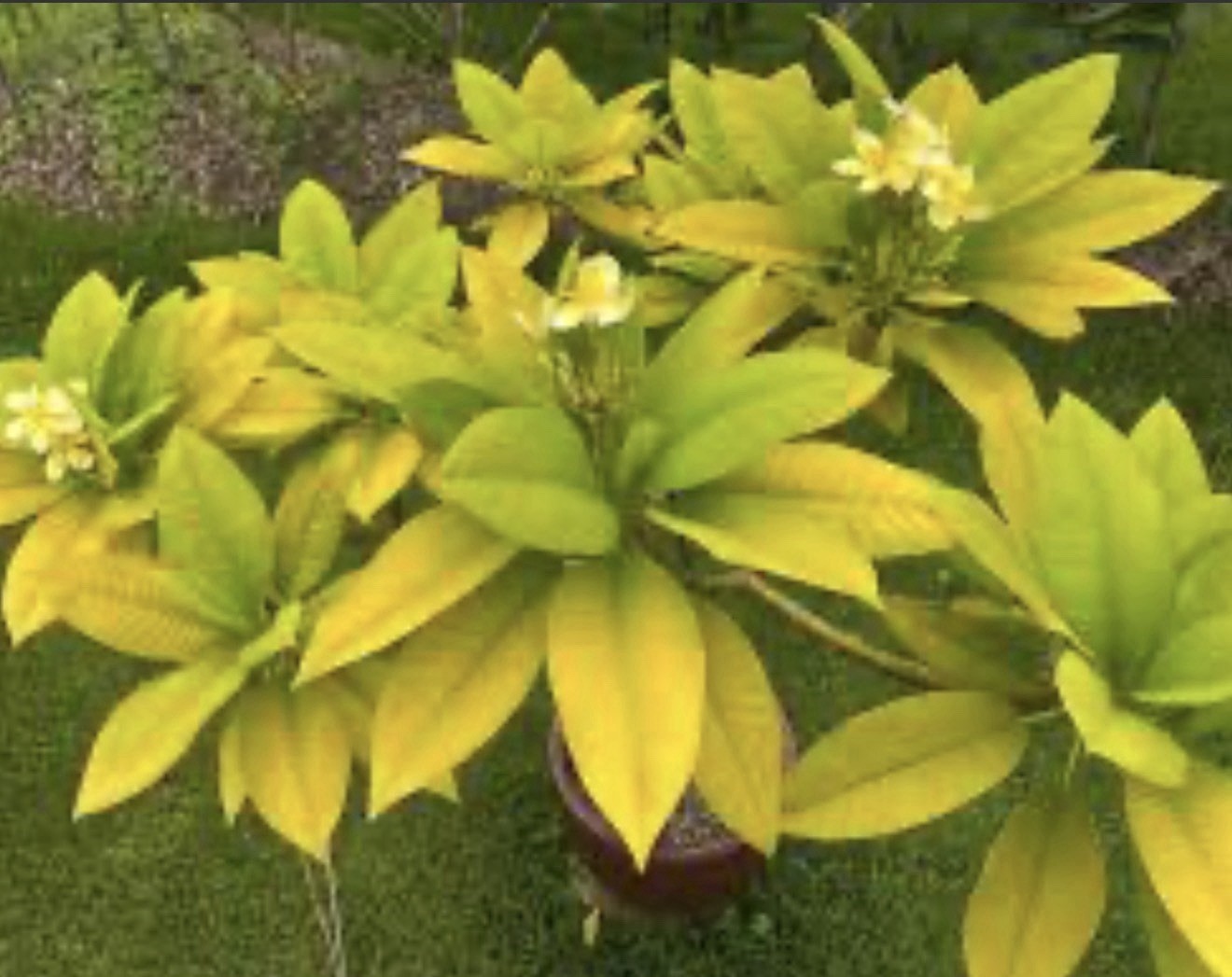 Golden Leaf Plumeria Frangipani-Rooted & Grafted Plant-Read All Info! Very Rare!