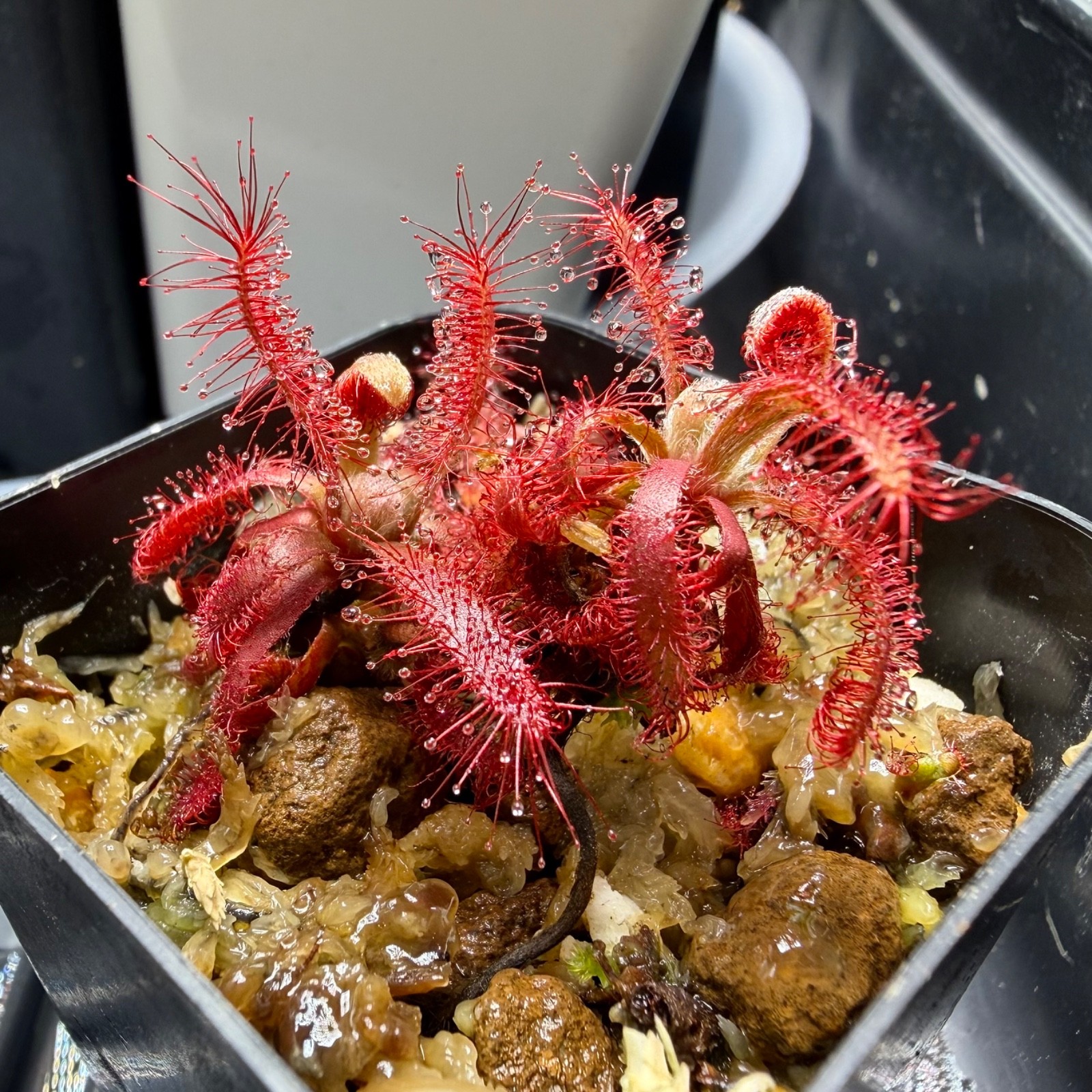 Two Drosera Graomogolensis Sundews 2 X Plants Potted. Large, Easy Care Species