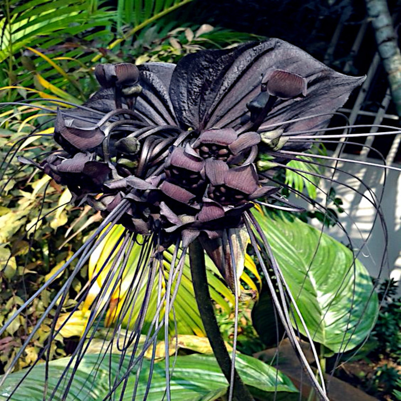 Black Bat Orchid Flower Seeds (Tacca chantrieri) RARE Tropical Garden Houseplant