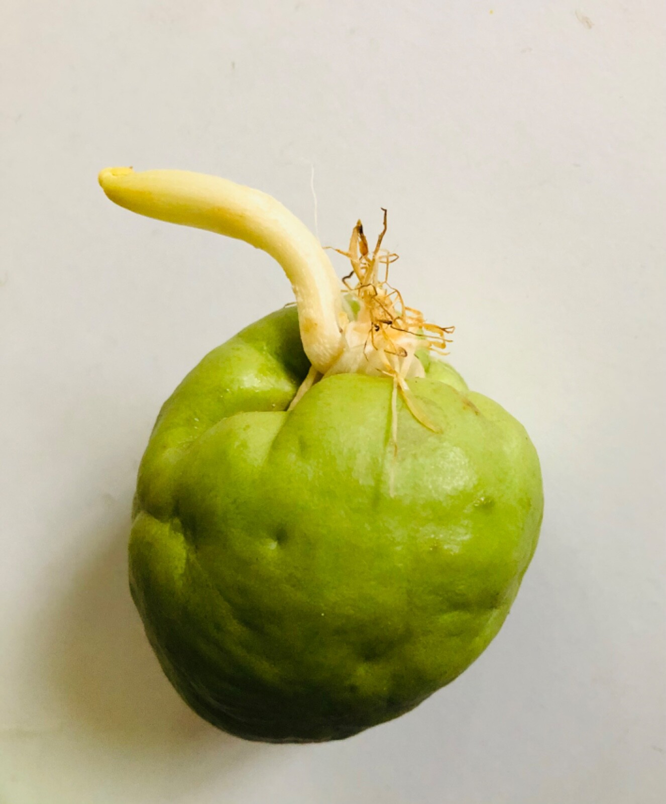 Sprouted Chayote Squash,Edible Leaves,Vegetable,Sechium edul Grows Giant Prolifi