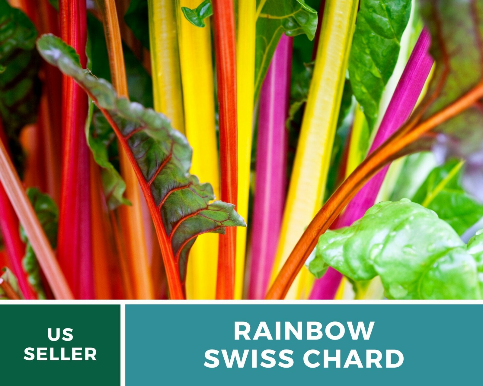 Swiss Chard, Rainbow – Heirloom Seeds – Spring or Fall crop – Non GMO (Beta vulg