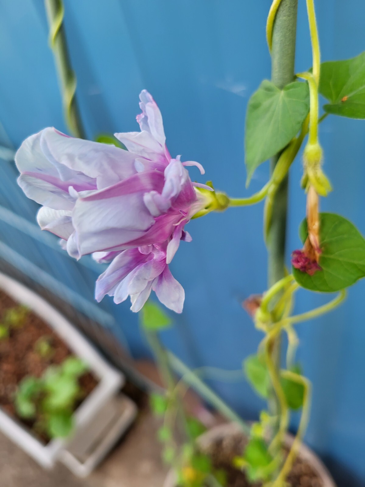 Japanese Morning Glory-Pink & White Ruffles-10 Seeds from my yard-USA-2023
