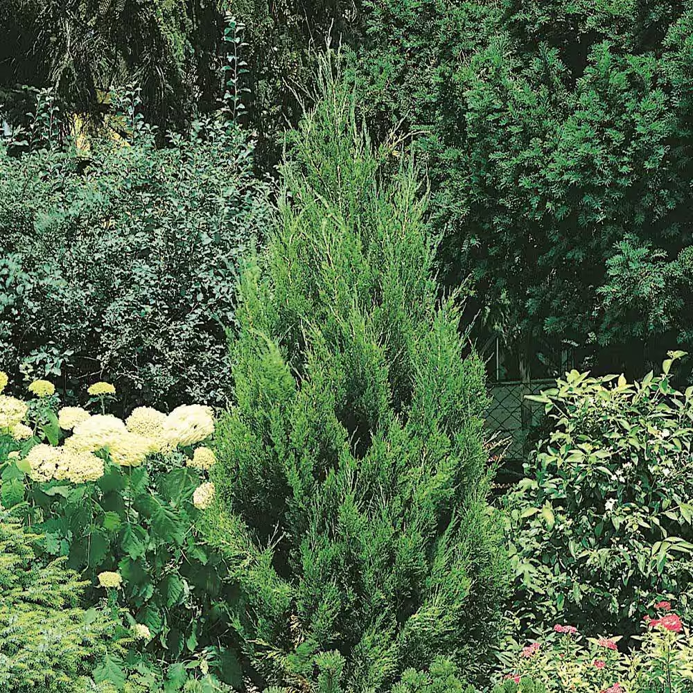 2.5 Qt. Spartan Juniper, Live Evergreen Tree, Dark Green Fast-Growing Privacy Pl