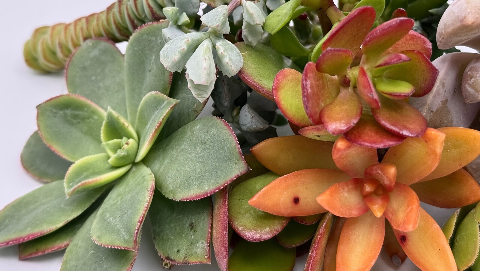 15 Assorted Succulent Cuttings, no 2 alike, ready to Plant. Cuttings Not Rooted.