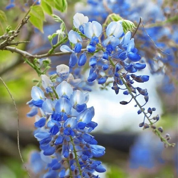 1 live wisteria bush up to 1 ft tall your choice white or purple