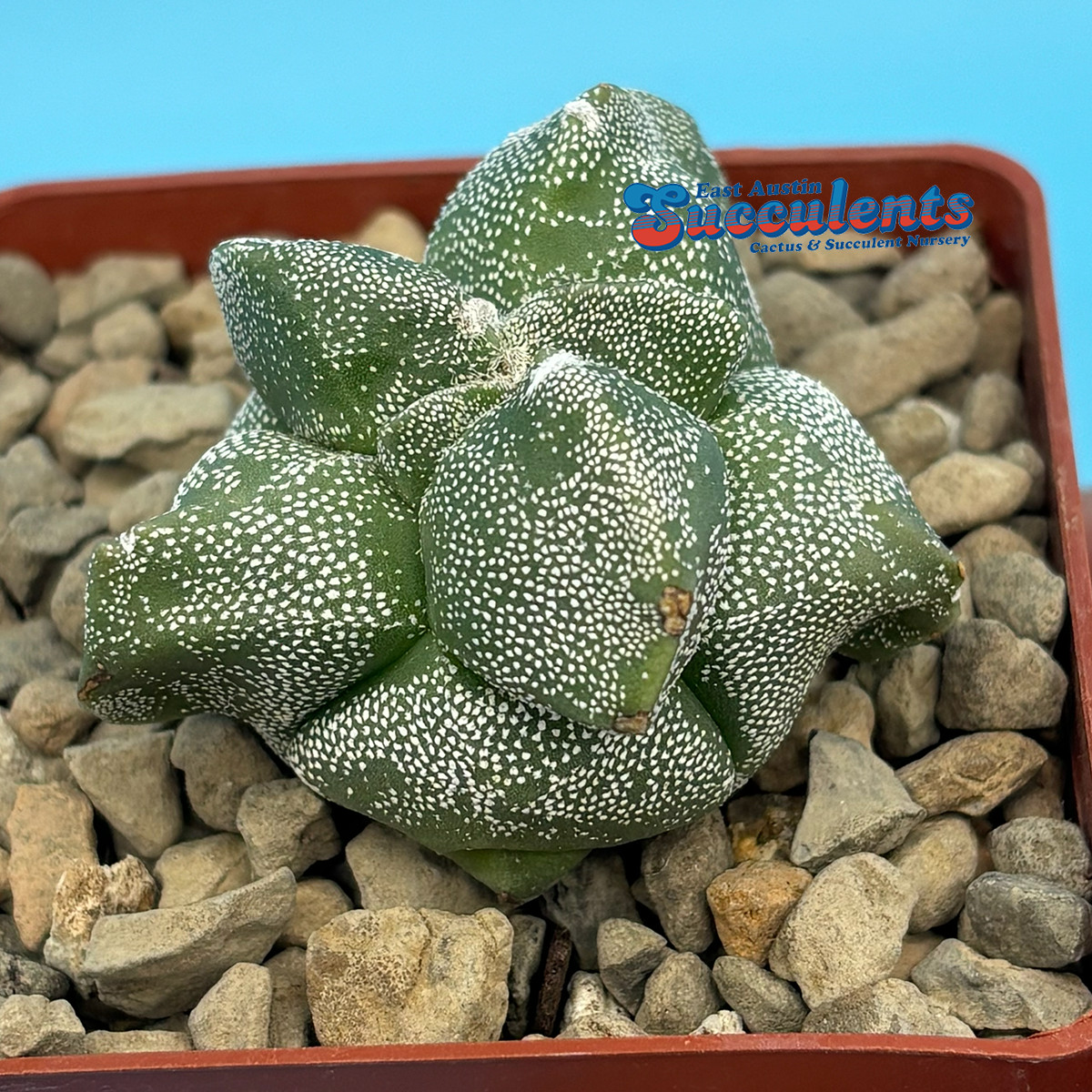 Astrophytum myriostigma ‘Alien’ (124) Live Rooted Cactus