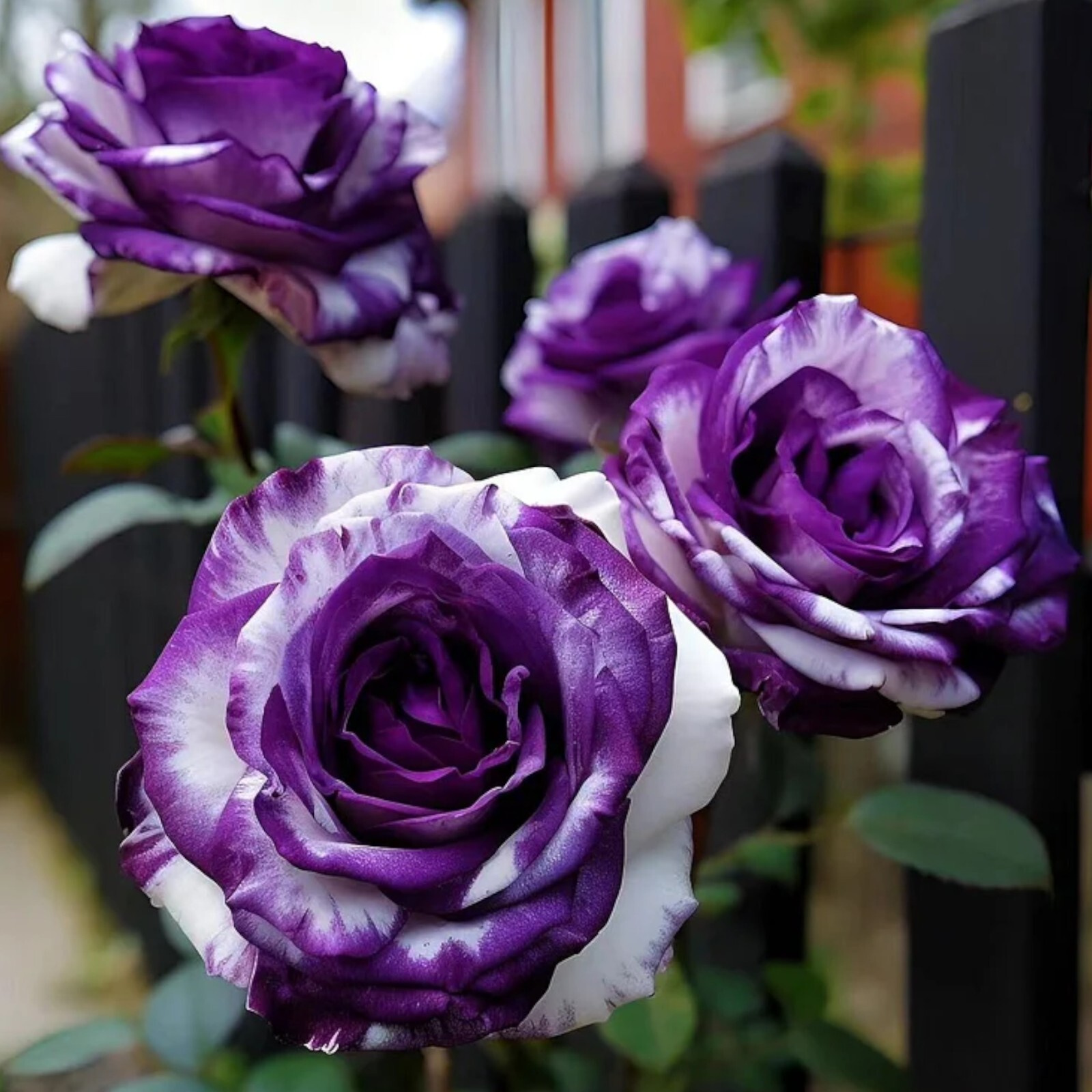 20pcs Rare Purple and White Twin Rose Seeds – Captivating Garden Contrasts