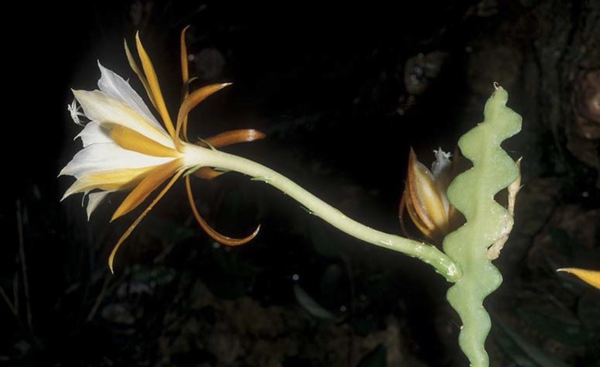 Epiphyllum Disocactus anguliger Yellow White Orchid Cactus Species 4.5” Pot