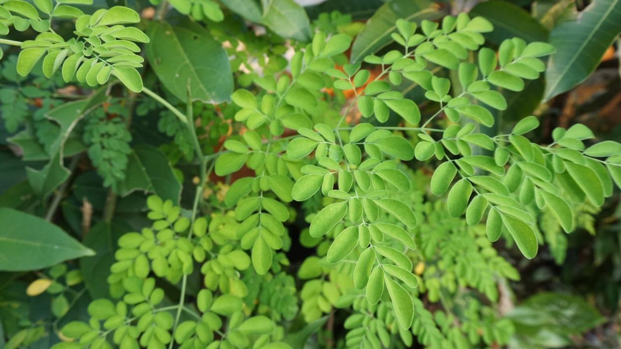 Live Moringa Oleifera Plant – 2 Pot (2 Plants per Pot) – Fast Growing Tree