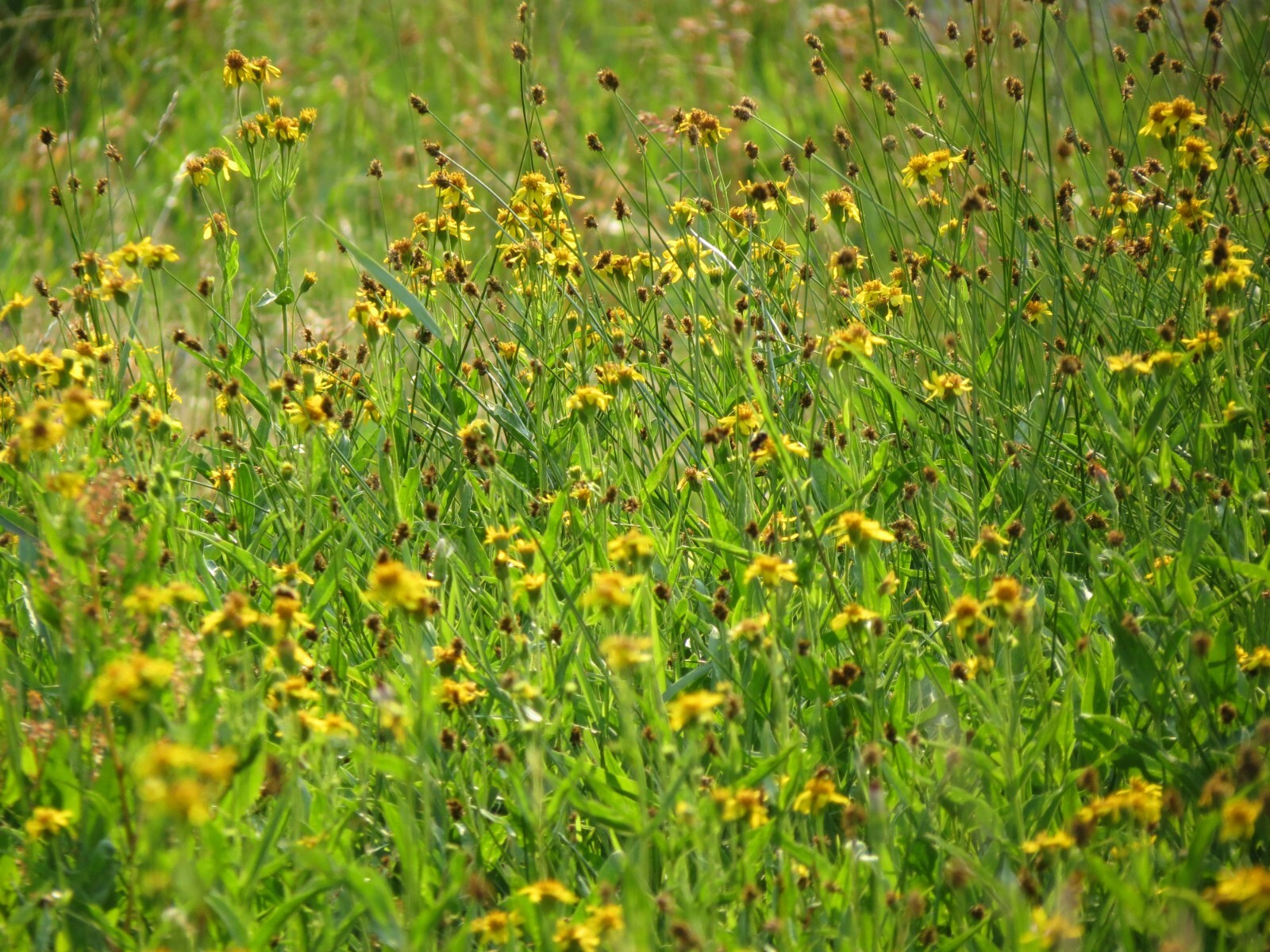 50 Arnica chamissonis seeds – Meadow Arnica Seeds – Beautiful Flower!