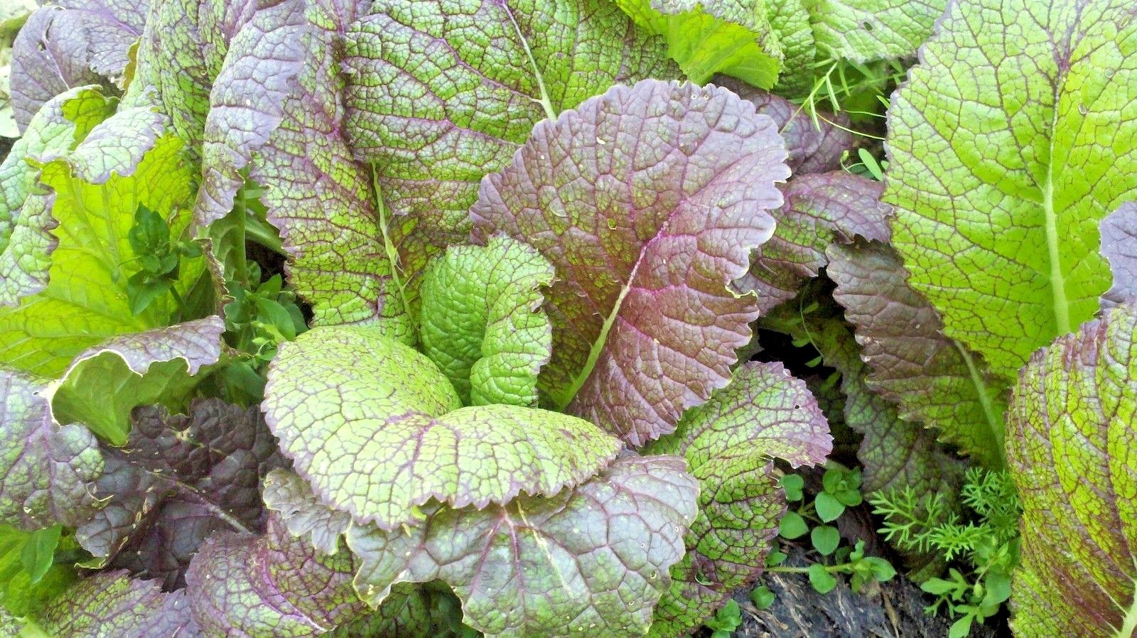 600+RED GIANT MUSTARD Seeds Organic Heirloom Greens Container Vegetable Garden