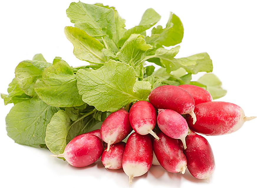 French Breakfast Radish Seeds 200 Ct Vegetable Garden NON-GMO USA FREE SHIPPING