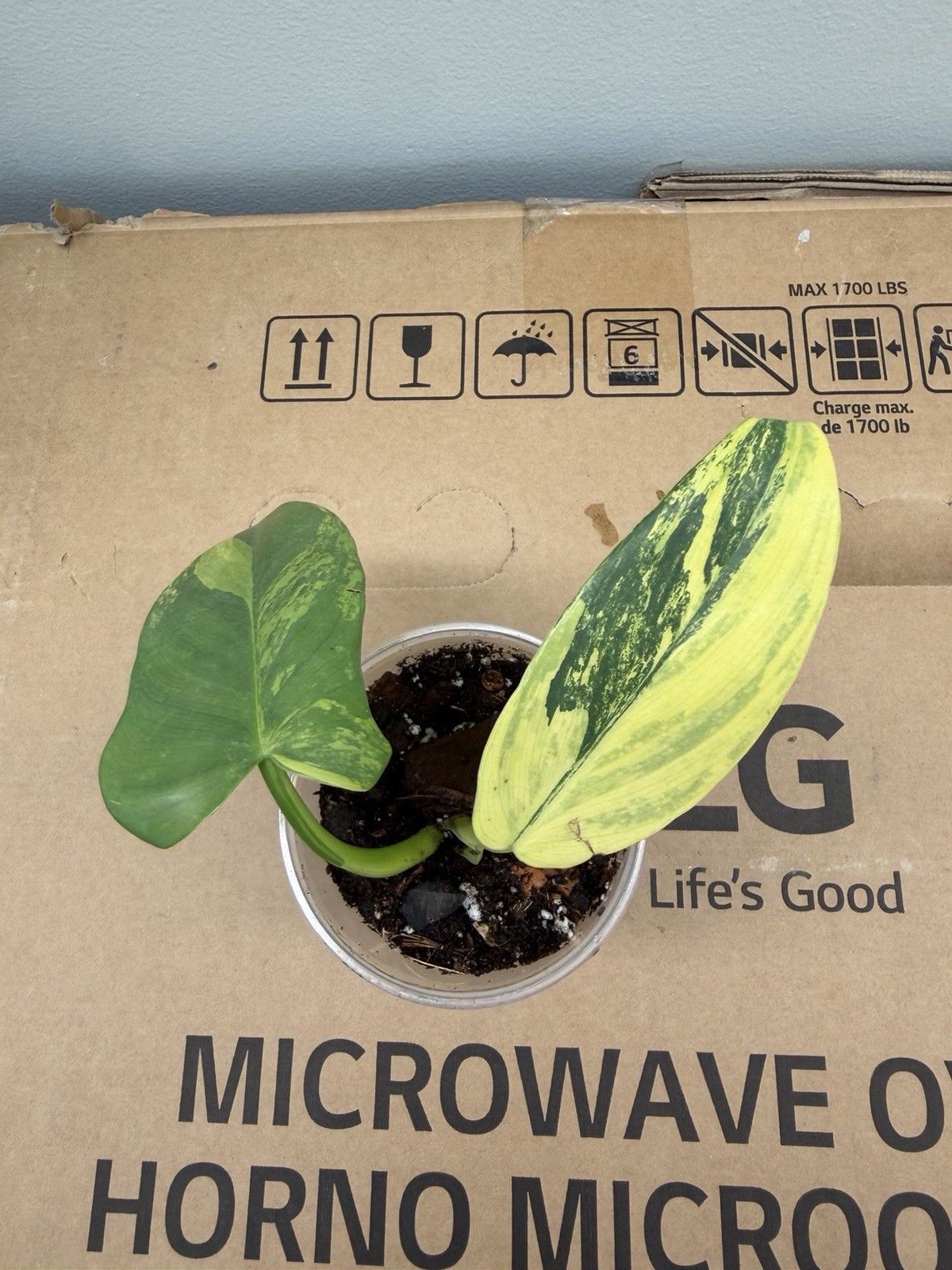 TROPICAL PLANTS / PHILODENDRON,SYNGONIUM / MONSTERA