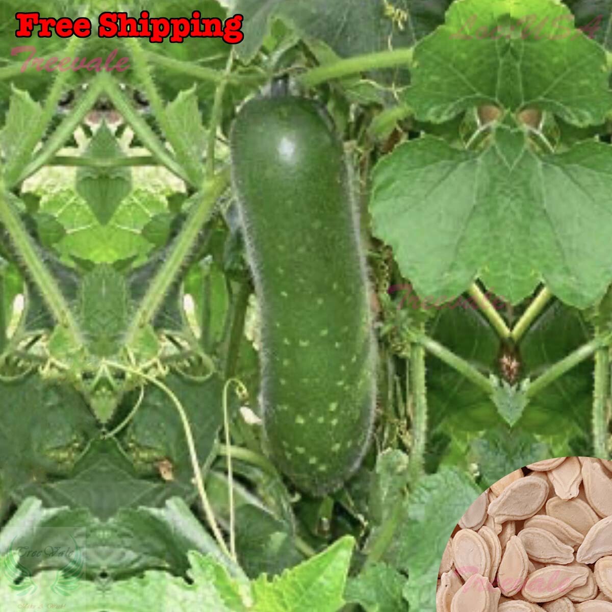 Wax Gourd, Winter Melon, Mokwa, Fuzzy Melon, Hairy Melon/Gourd SEEDS | NON-GMO