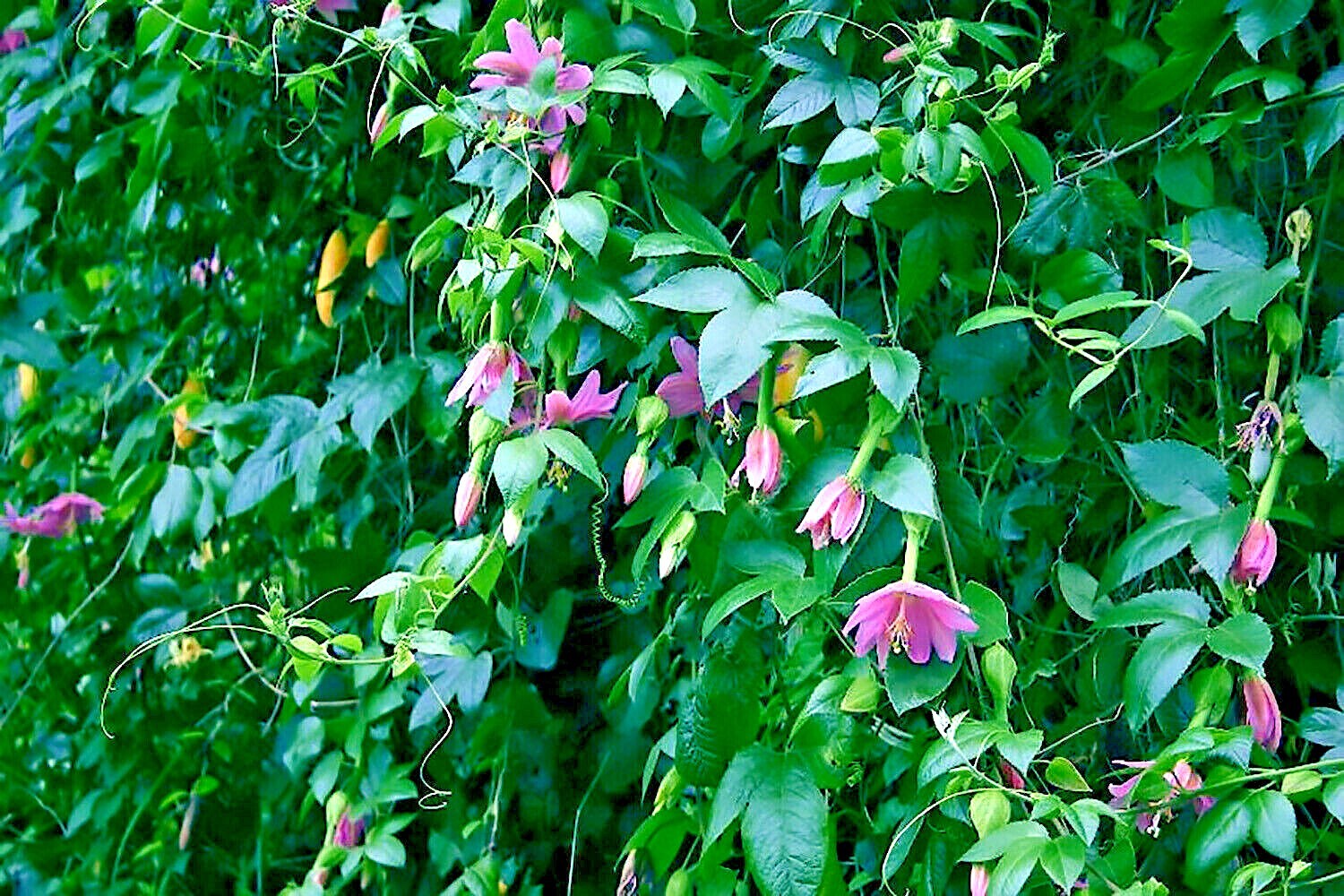 10 BANANA PASSIONFRUIT SEEDS (Passiflora Mollissima) Fast Flower Vine Plant RARE