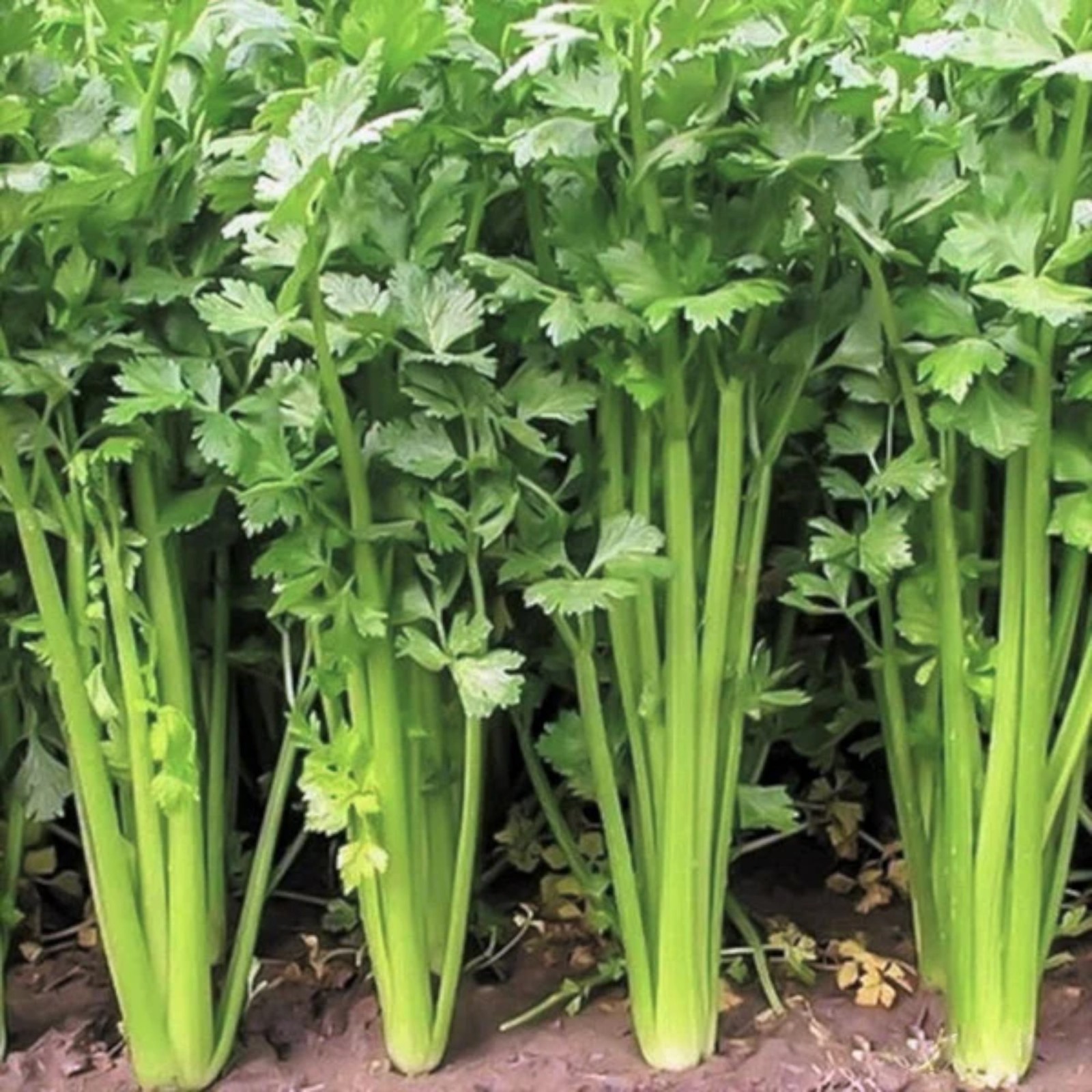 3000 Mini Celery Seeds – Chinese Small Celery for Home Garden Growing