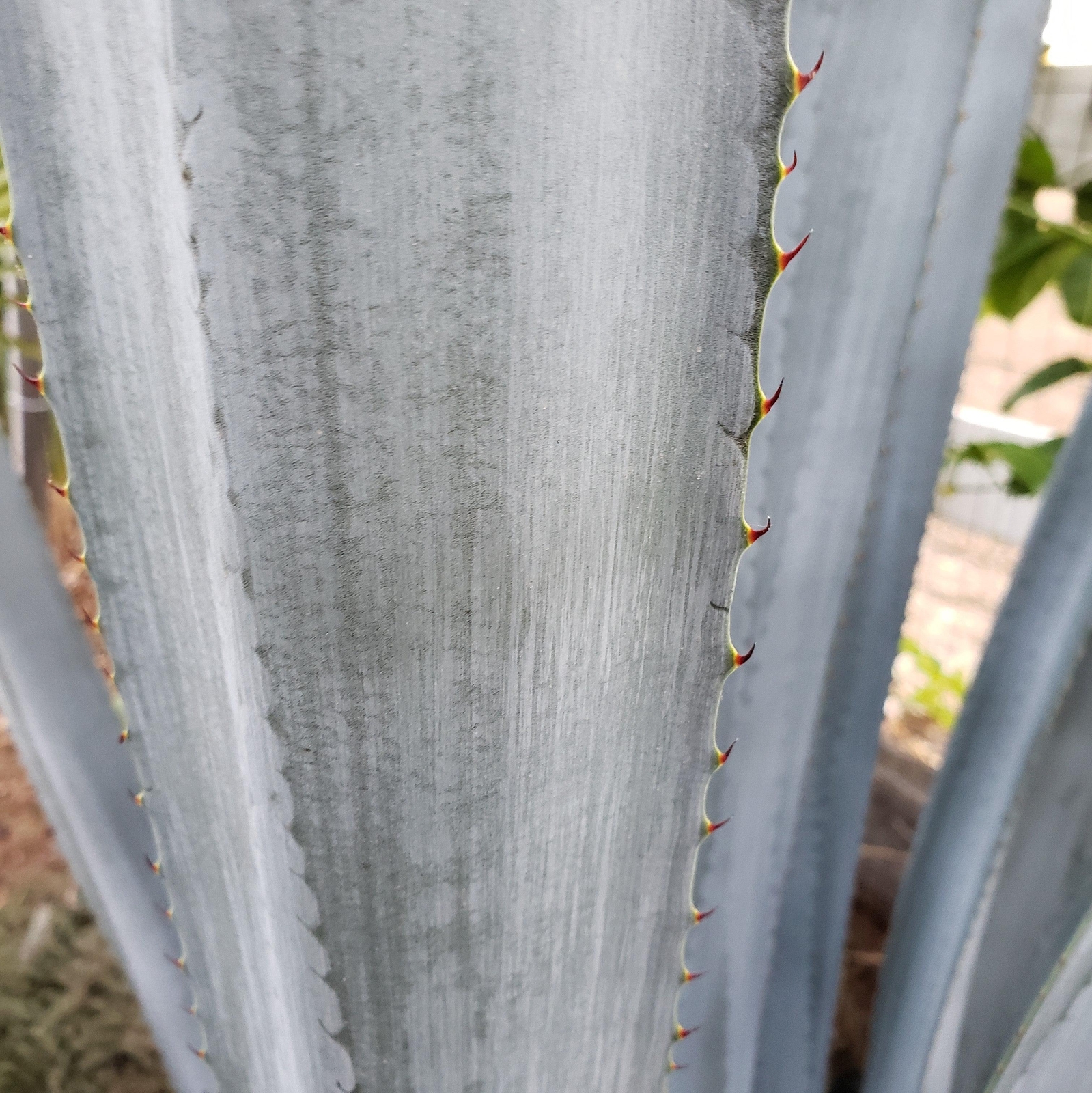 Blue agave – Agave Tequilana ‘Tequila Plant’ cactus Cacti Succulent real live pl